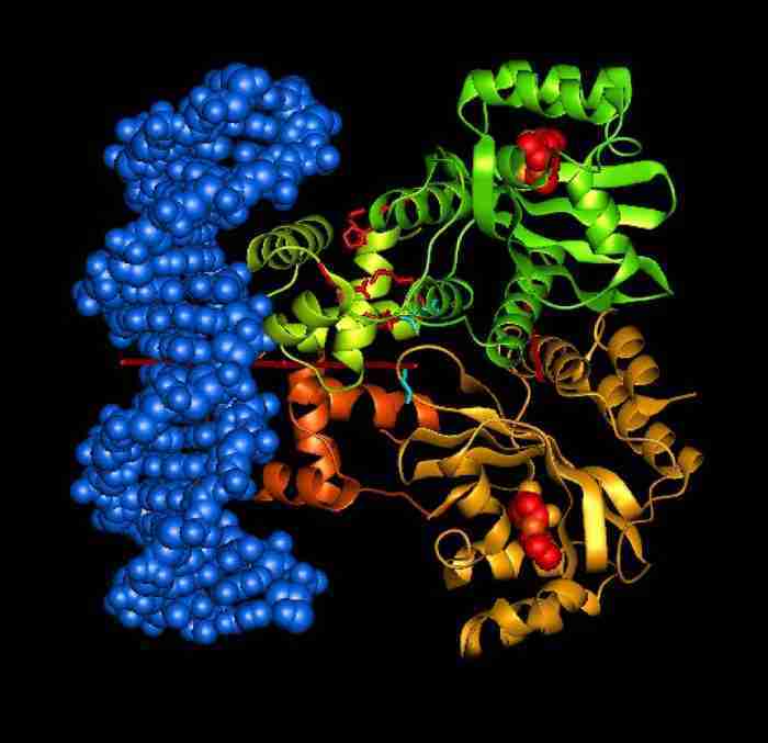Legame peptidico chimicamo e1616740606900