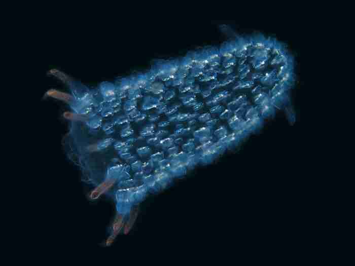 bioluminescenza e1616582567552
