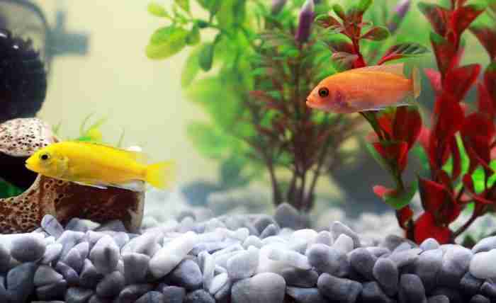 Acquario la chimica in azione chimicamo e1616521041815