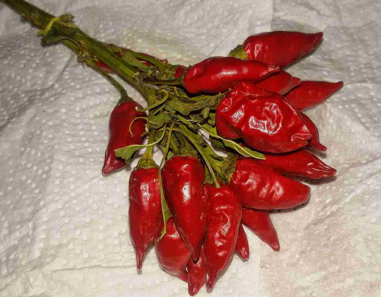 capsaicina chimicamo