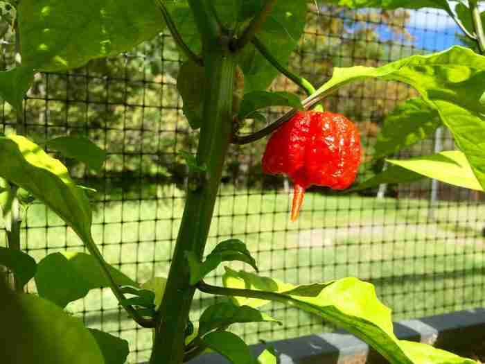 scala di scoville chimicamo e1616520833708