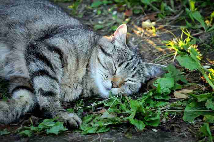 Gatto e erba gatta chimicamo e1616519621528