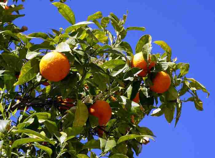 Limonene chimicamo e1616519487693
