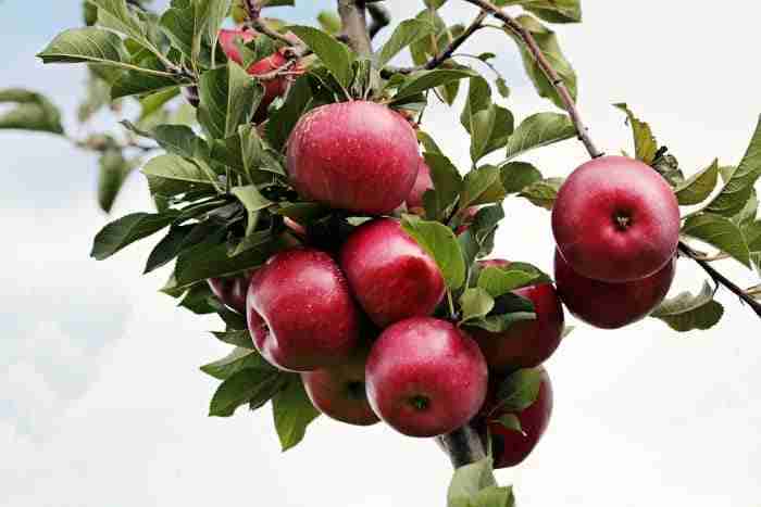 Quercetina e potere anti Covid 19 chimicamo e1616351798169 1