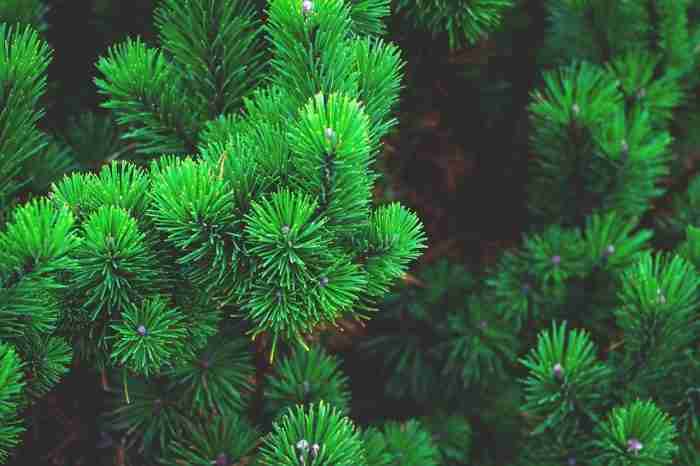 α-pinene