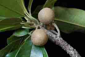 Manilkara chicle Manilkara chicle