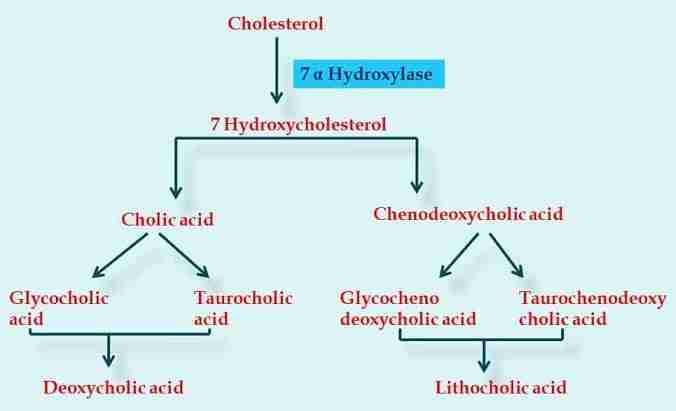 biosintesi biosintesi