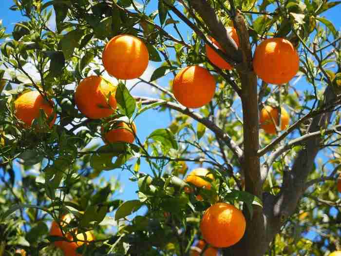 olio essenziale di arancio dolce e1636883045820
