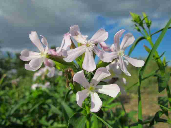 Saponine e1641797541975
