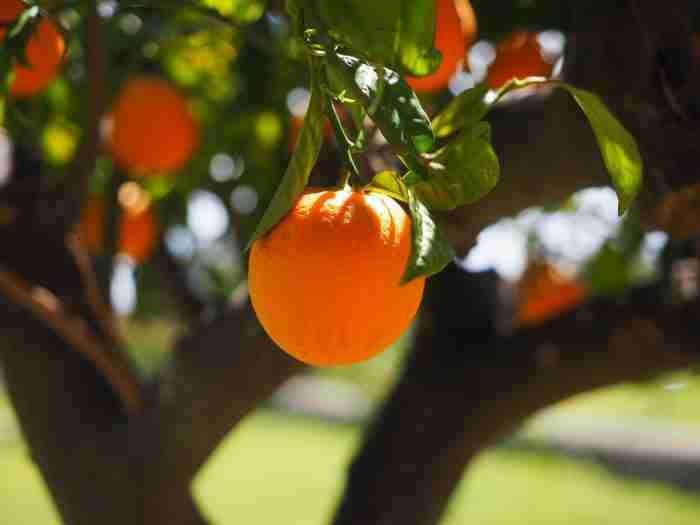 Vitamine idrosolubili e1642775083119