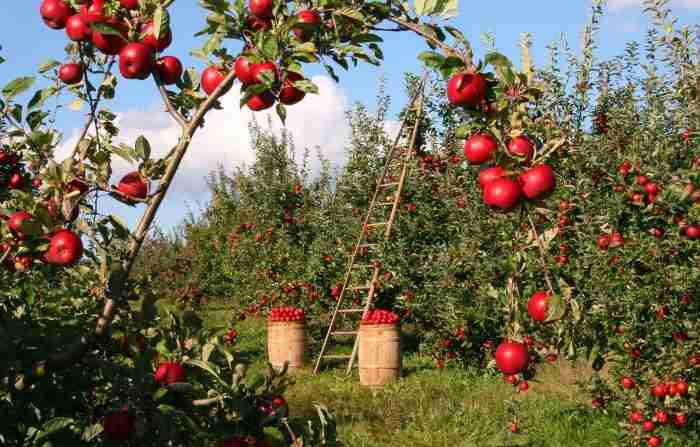 Vitamine del gruppo B e1643812538914