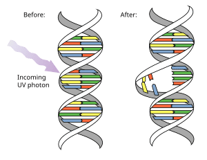 danno al DNA danno al DNA