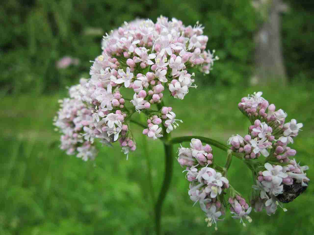 Acido isovalerico