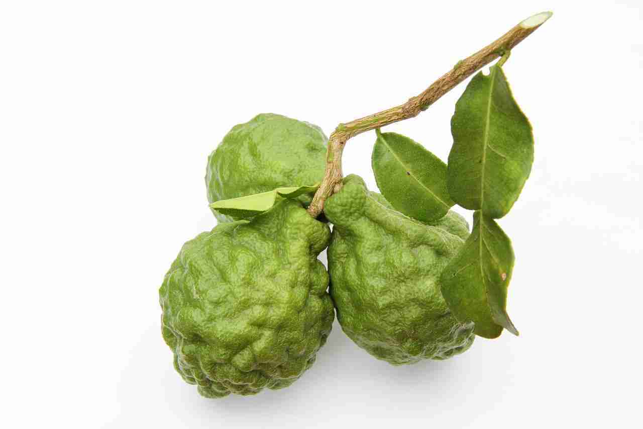 Triterpeni