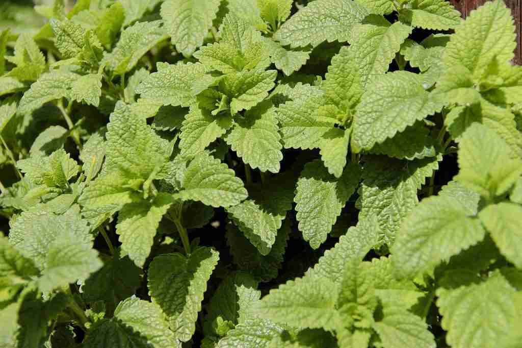citronellolo e1654634793152