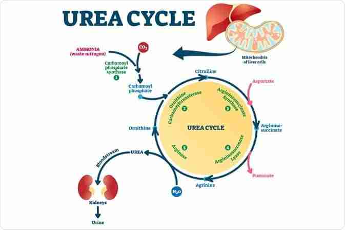 ciclo dell urea ciclo dell urea