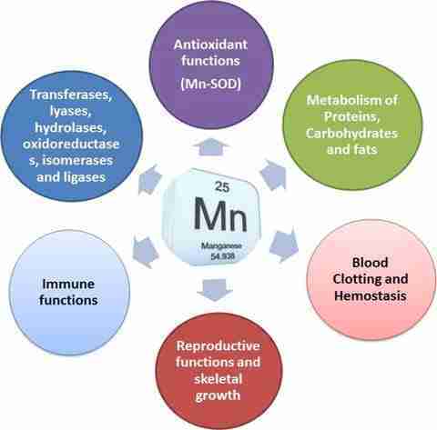 ruolo biologico del manganese ruolo biologico del manganese
