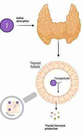 ruolo biologico dello iodio ruolo biologico dello iodio
