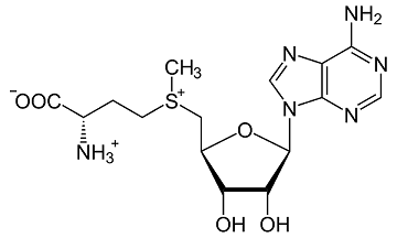 struttura S-adenosil metionina