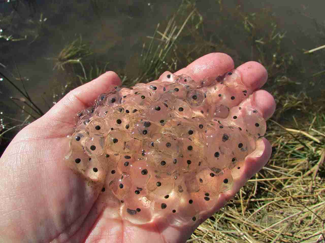 idrossiprolina 1