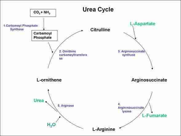 vie metaboliche ciclo dell'urea vie metaboliche ciclo dell'urea
