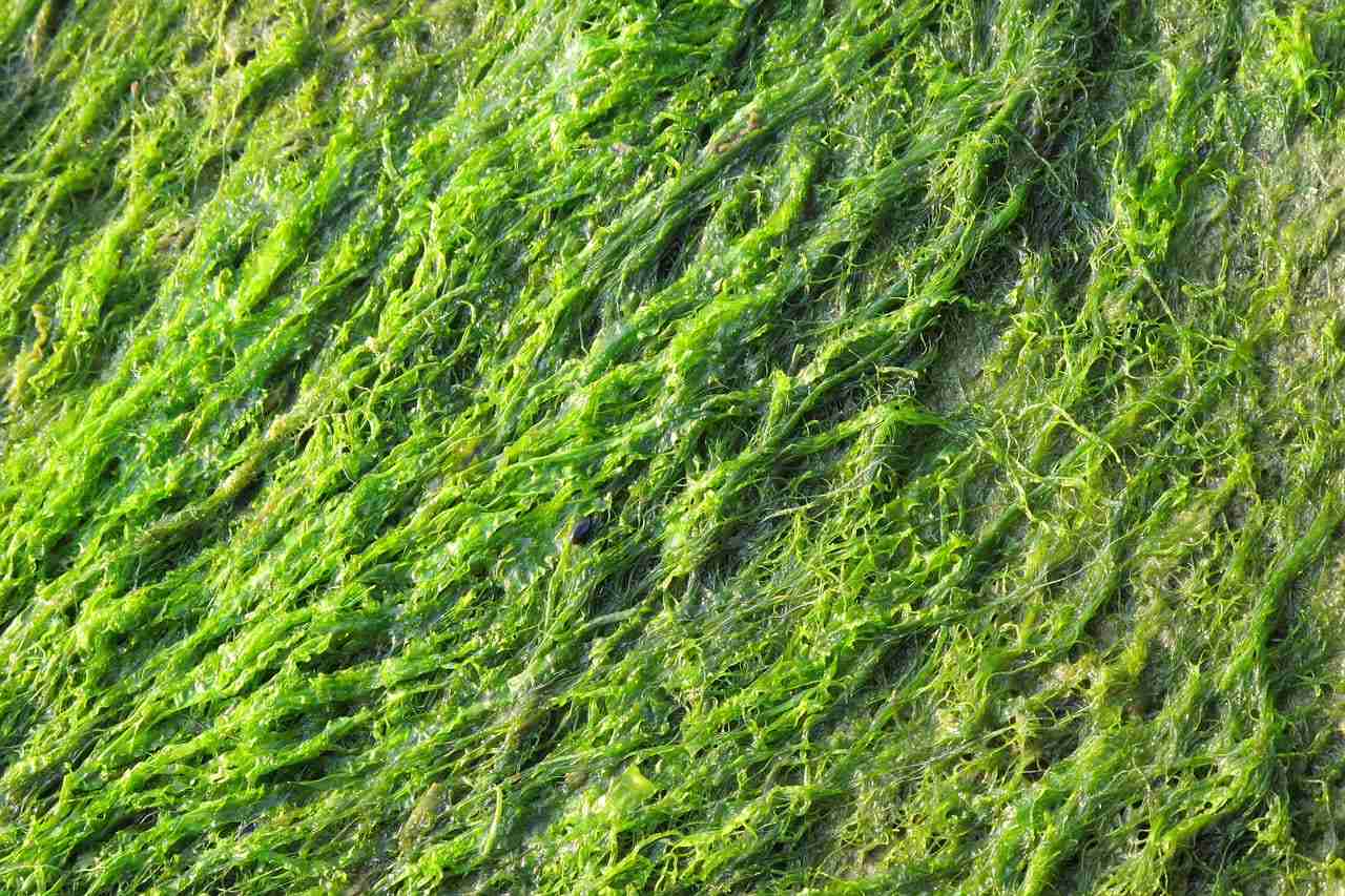 acidi uronici