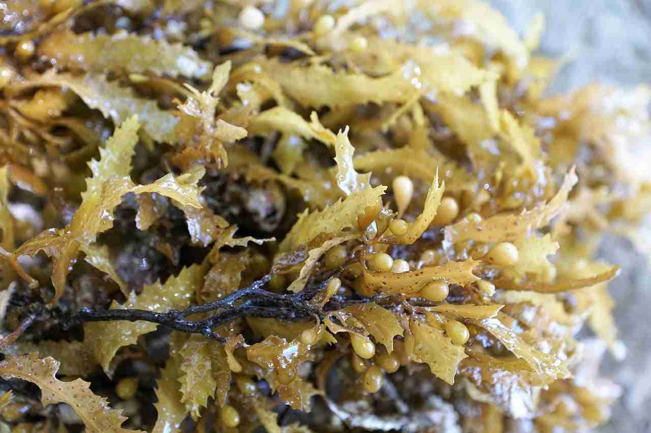 glucani