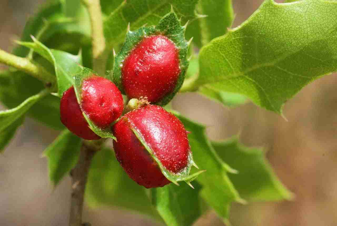 Acido chermesico