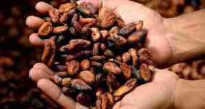 burro di cacao