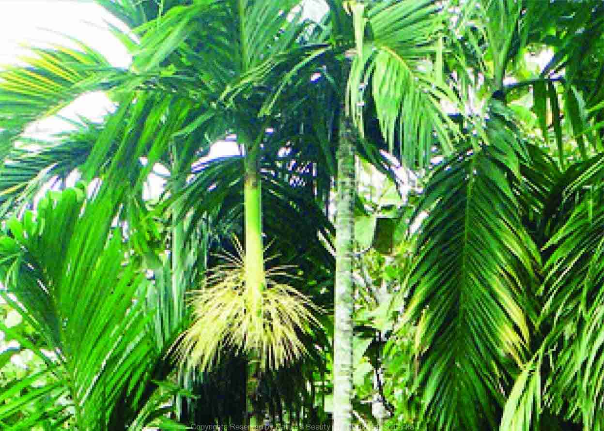 Arecolina