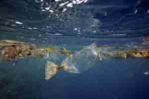 Plastisphere un nuovo ecosistema marino