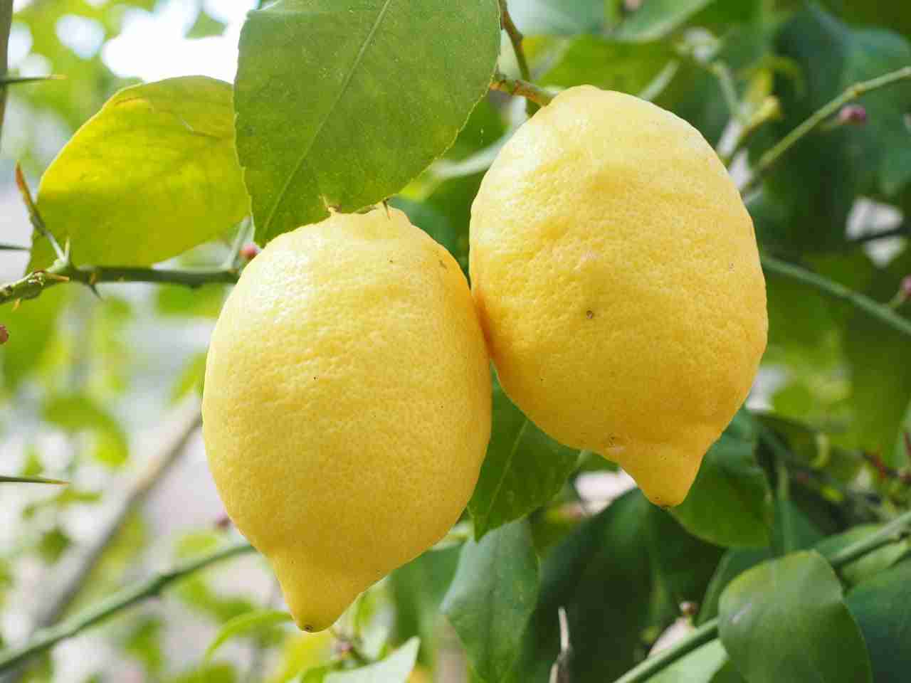 Come fare in casa il limoncello
