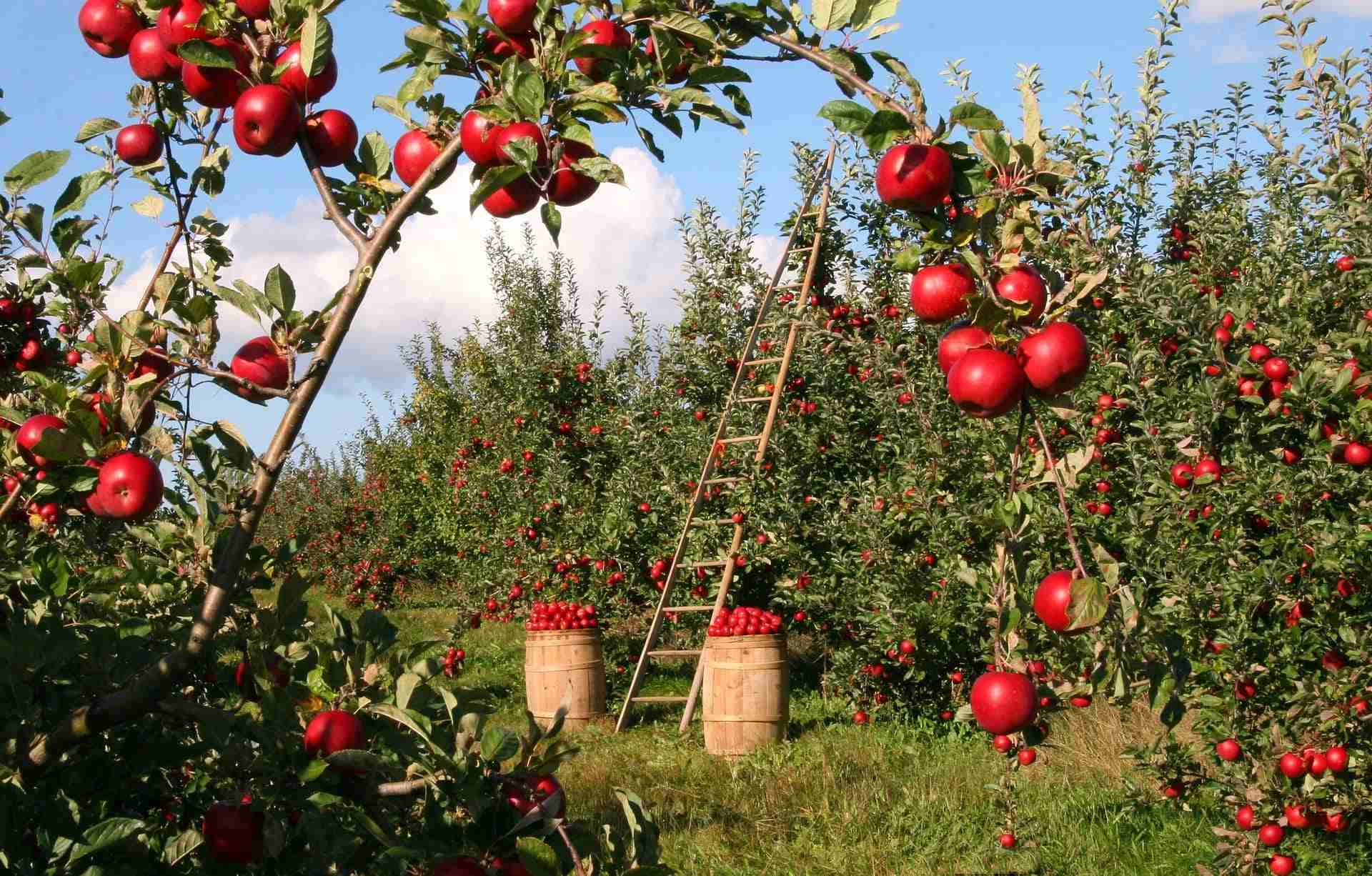 aceto di mele