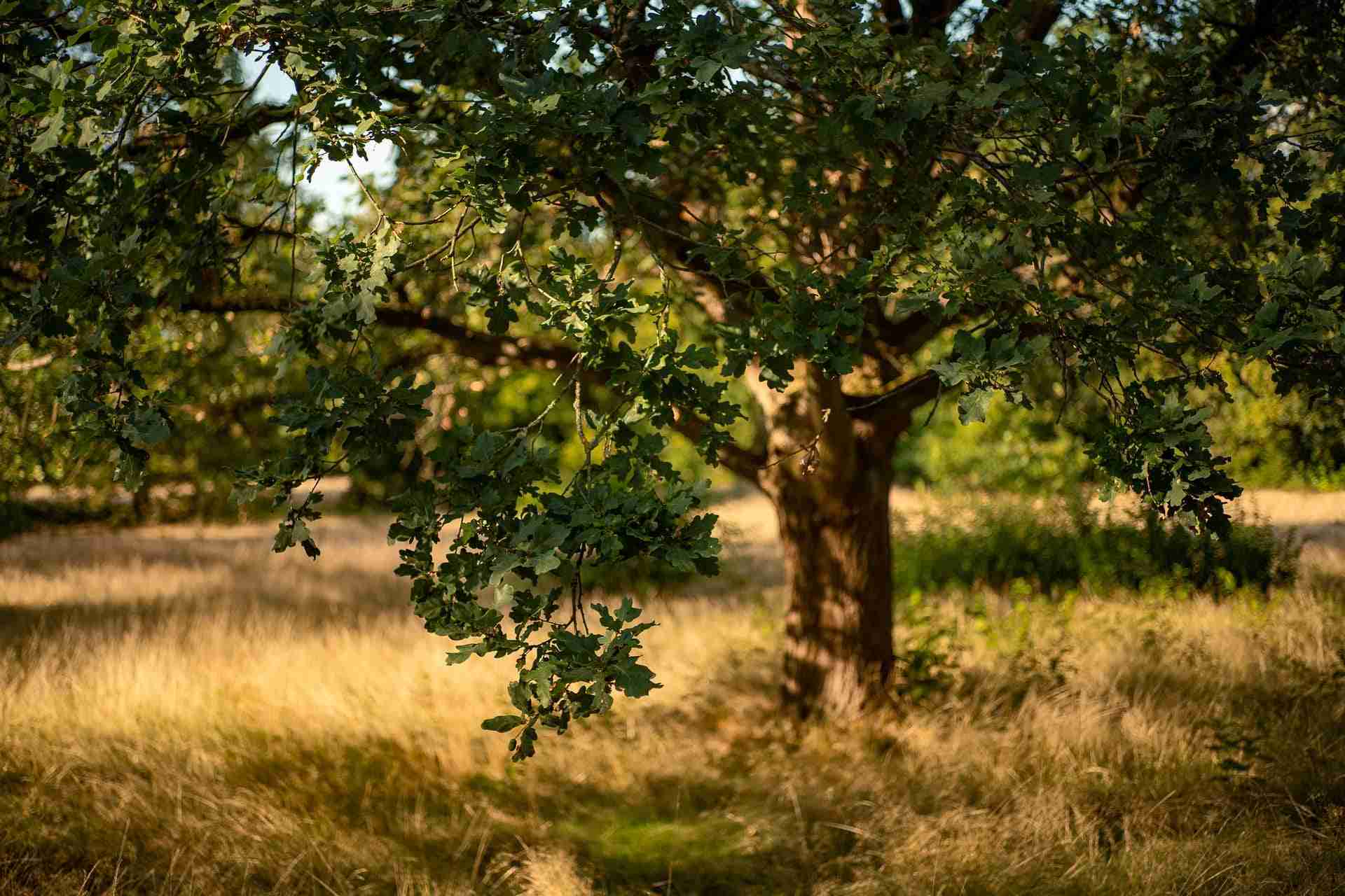 Acido tannico