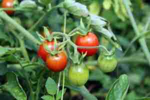 fertilizzanti naturali fatti in casa 1 fertilizzanti naturali fatti in casa 1