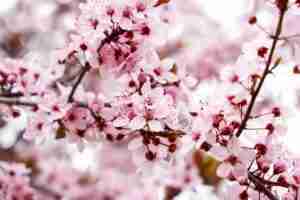 mandorlo in fiore