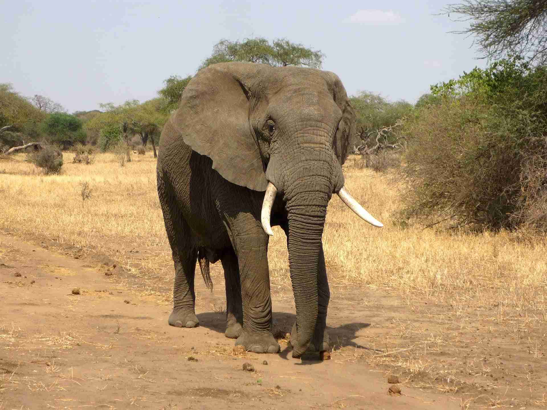 dentifricio dell’elefante