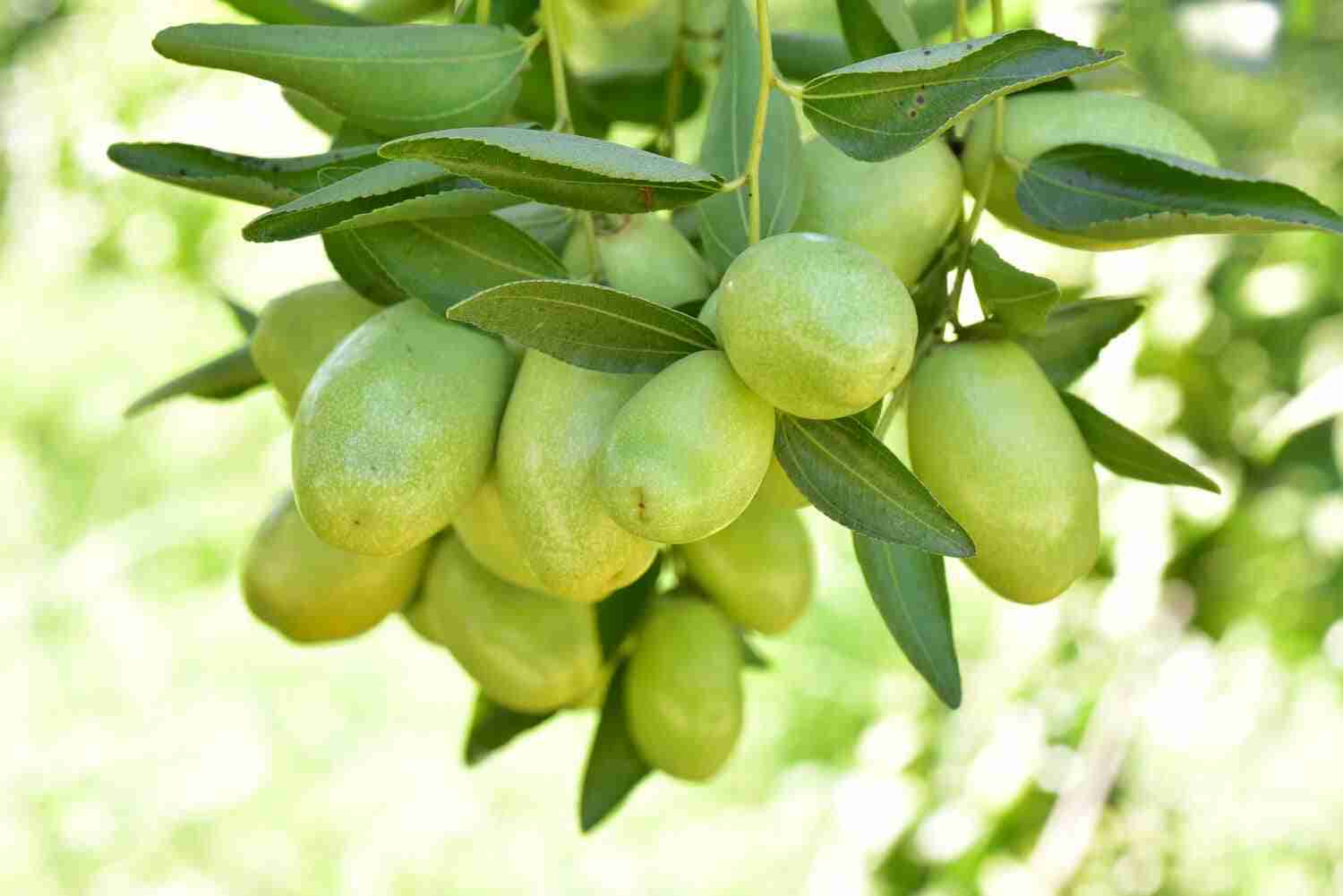 Olio di jojoba