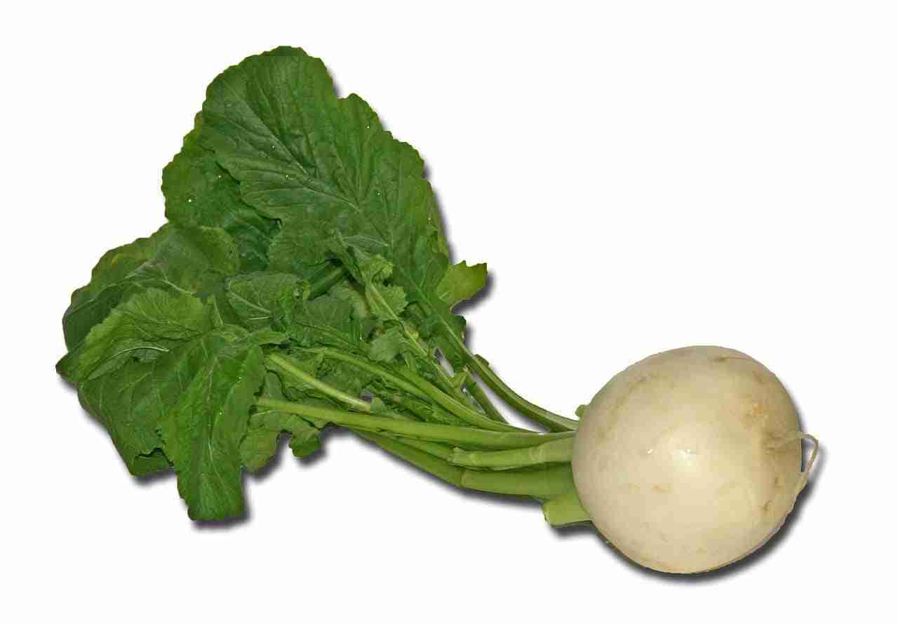 acido erucico