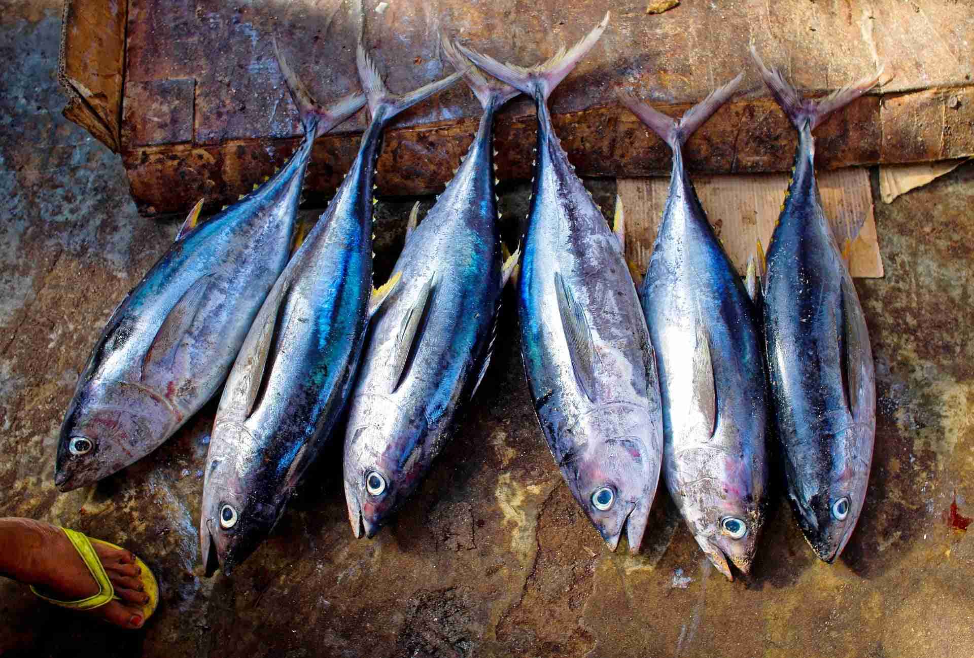 tuna fish g545e73f50 1920 1