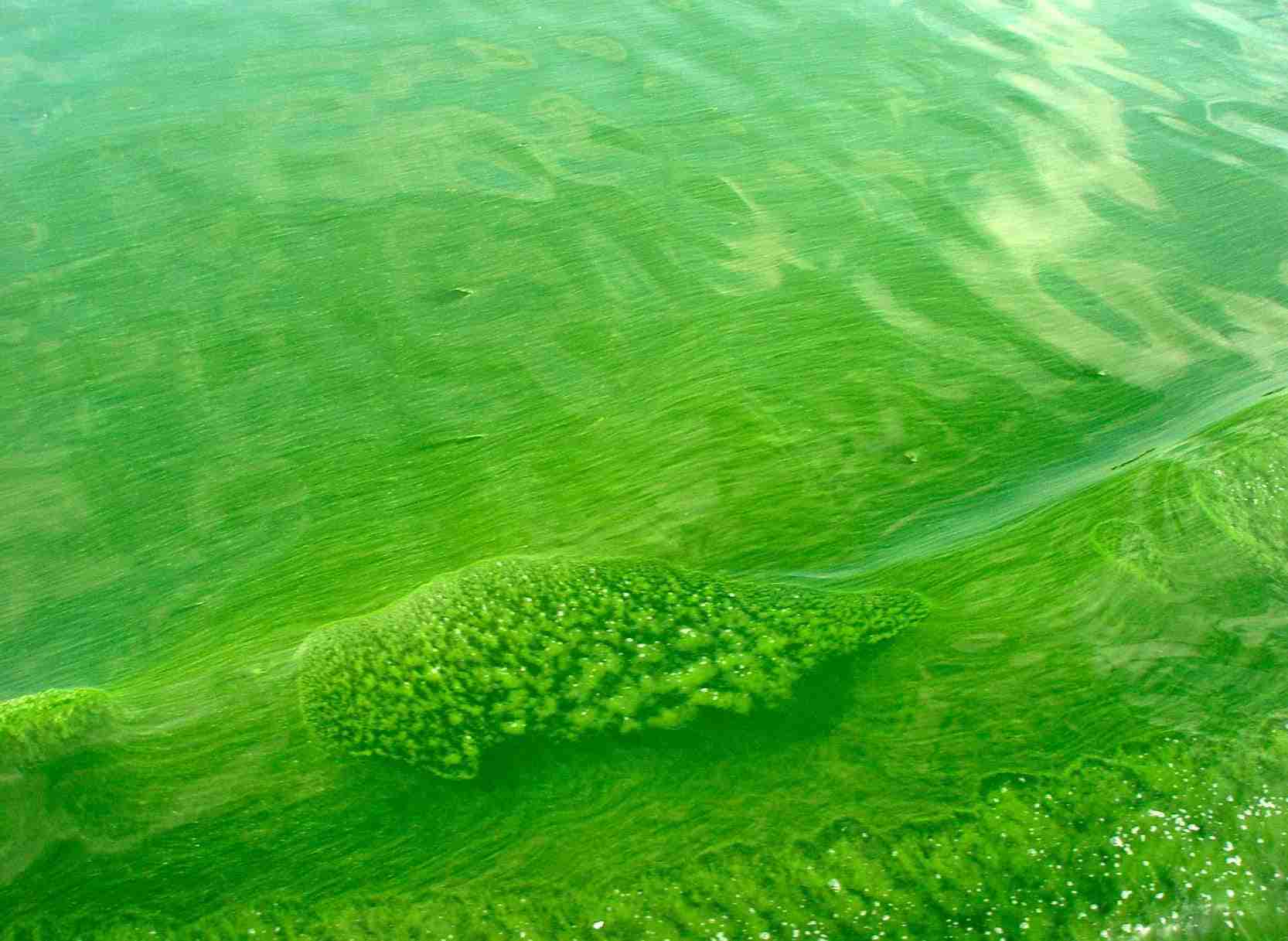 cianobatteri