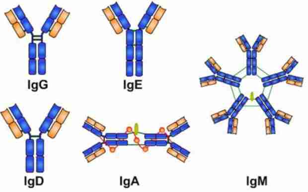 tipi di immunoglobuline tipi di immunoglobuline