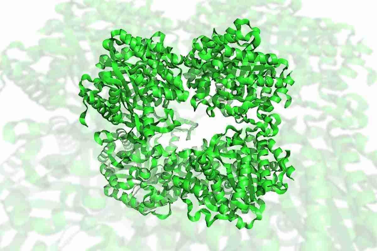 Cellulasi