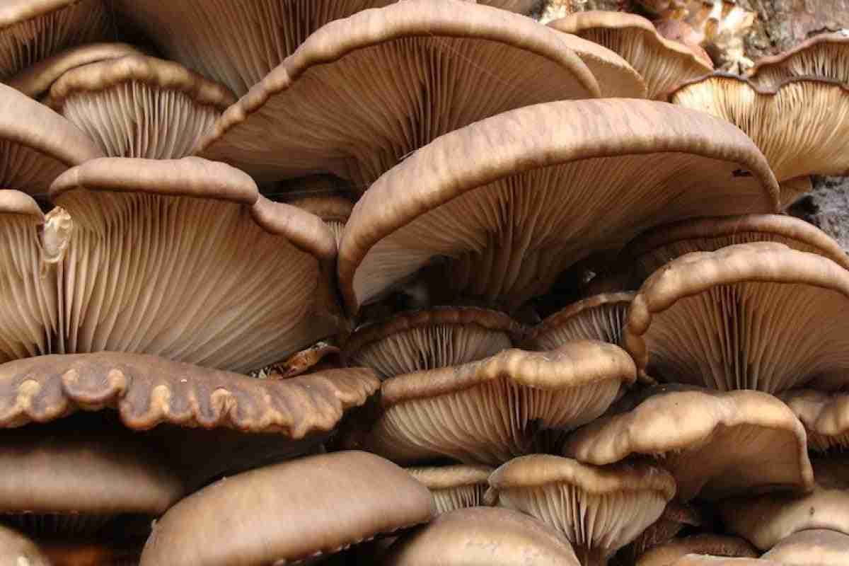 funghi commestibili 1