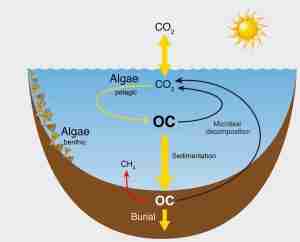 Ciclo biogeochimico Ciclo biogeochimico