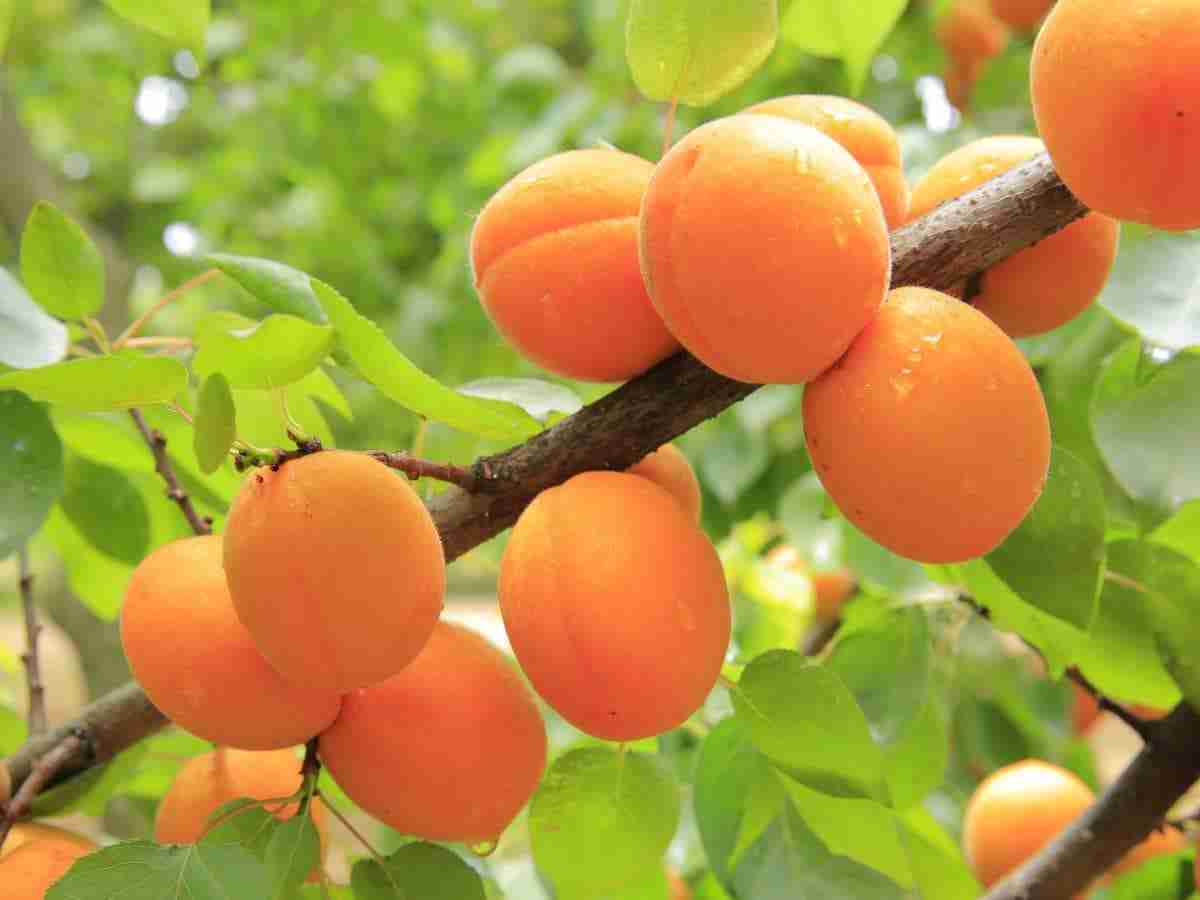 glicosidi cianogenici