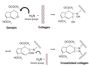 collagene collagene