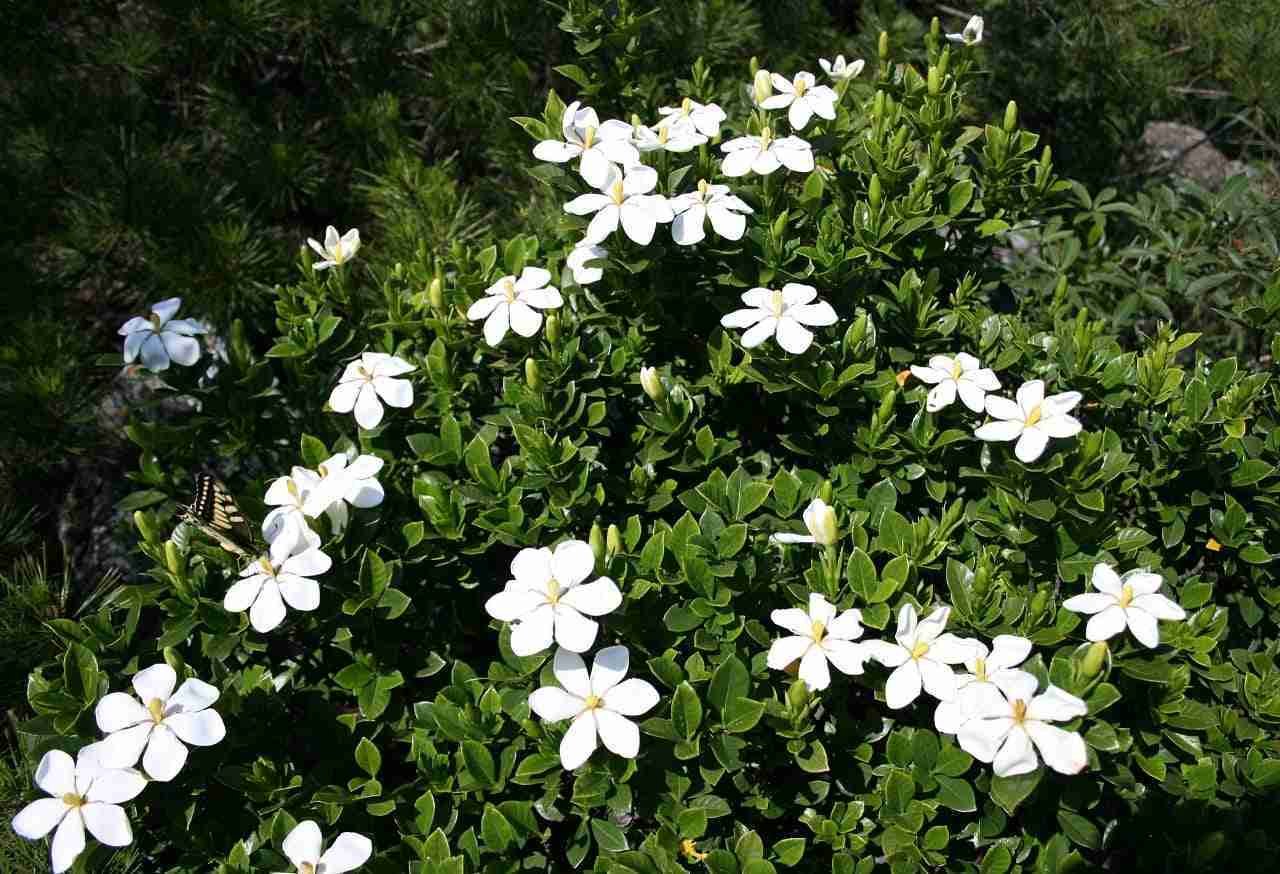 genipina