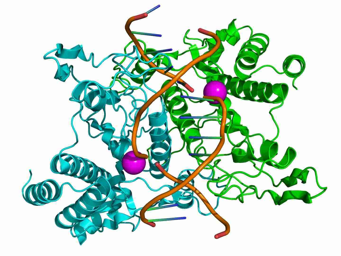 nucleasi