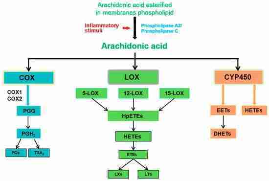 Metabolismo dell’acido arachidonico Metabolismo dell’acido arachidonico